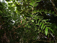 Desmoncus orthacanthos