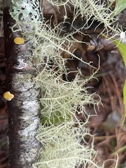 Usnea strigosa