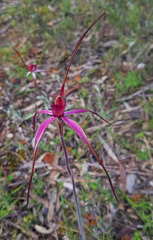 Caladenia fulva