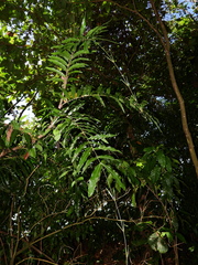 Desmoncus orthacanthos