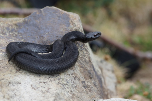 Seoane's Viper