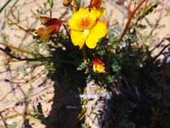 Erythrostemon angulatus