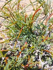 Erythrostemon angulatus