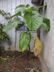 Dendroseris litoralis