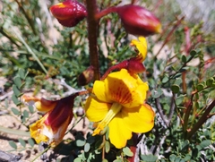 Erythrostemon angulatus