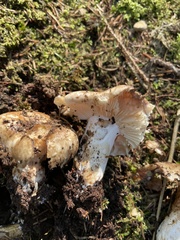 Russulaceae