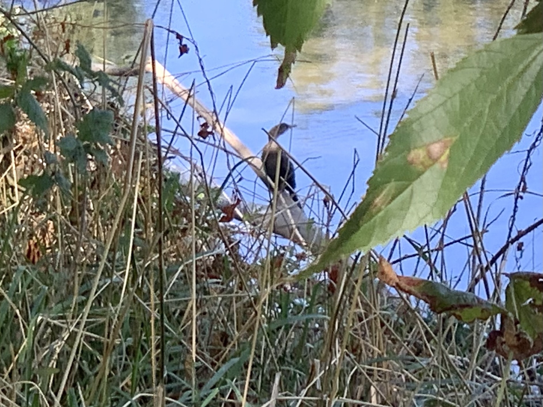 Pygmy Cormorant