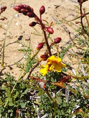 Erythrostemon angulatus