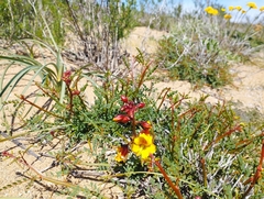 Erythrostemon angulatus