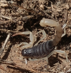 Hadrurus spadix