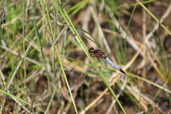 Erythrodiplax basifusca