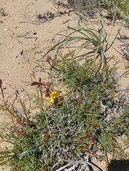 Erythrostemon angulatus