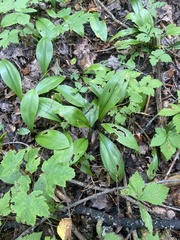 Clintonia