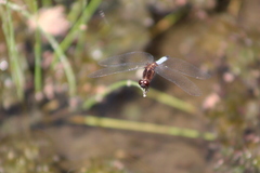 Erythrodiplax basifusca