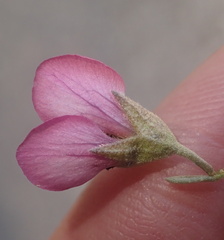 Hermannia trifurca