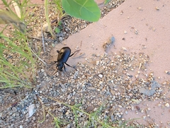 Calosoma peregrinator