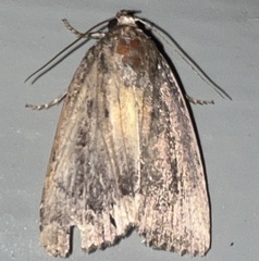 Amphipyra glabella