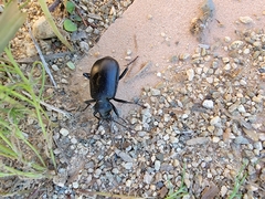 Calosoma peregrinator