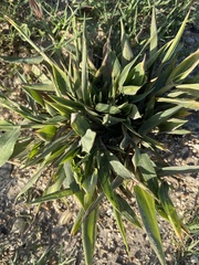 Dichanthelium acuminatum