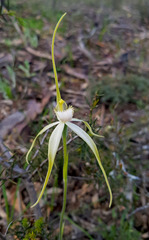 Caladenia fulva