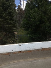 Calocedrus decurrens