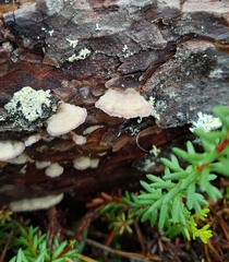 Trichaptum fuscoviolaceum