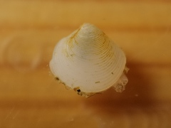 Veneridae