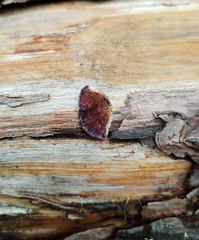 Trichaptum fuscoviolaceum