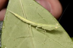 Sinomantis denticulata