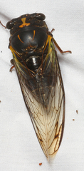 Neotibicen lyricen engelhardti