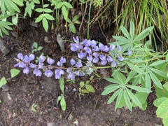 Lupinus caudatus