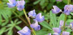 Lupinus caudatus