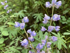 Lupinus caudatus