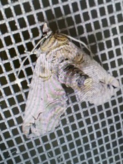 Paectes abrostoloides