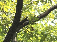 Dendrocopos syriacus