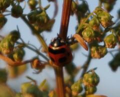 Coccinella transversoguttata