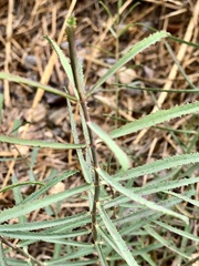 Euphorbia serrata