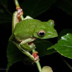 Rhacophorus malabaricus