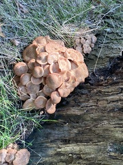 Desarmillaria tabescens