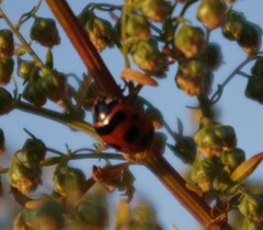Coccinella transversoguttata