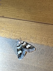 Drasteria pallescens