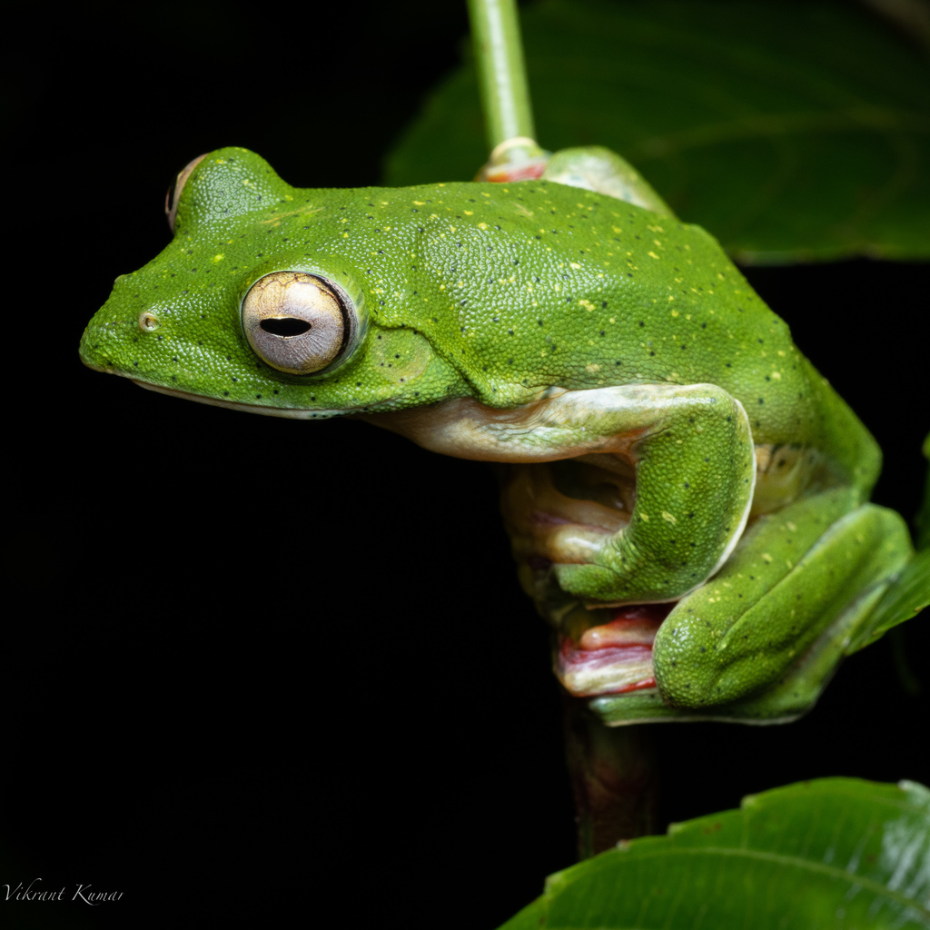 Malabar Flying Frog