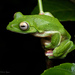 Malabar Gliding Frog - Photo (c) Vikrant Kumar, some rights reserved (CC BY-NC), uploaded by Vikrant Kumar