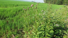 Cirsium arvense integrifolium