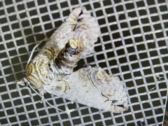 Paectes abrostoloides