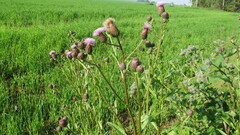 Cirsium arvense integrifolium