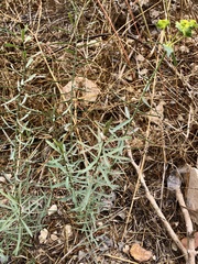 Euphorbia serrata