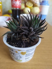 Haworthiopsis fasciata