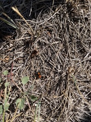 Phidippus apacheanus