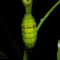 Papilio polymnestor